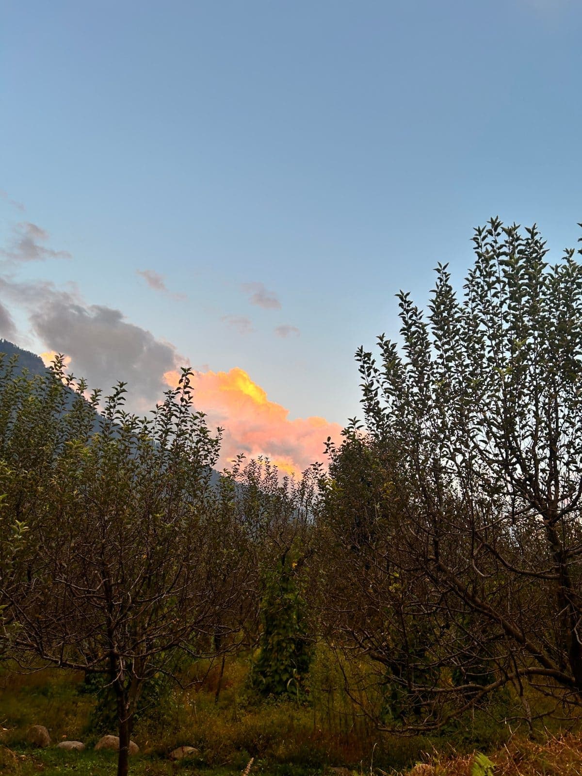 evening-1